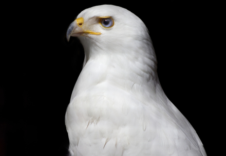 Isis the leucistic bird